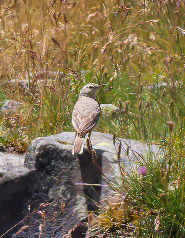 Uccello di montagna: Spioncello